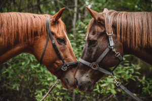 two horses touching noses